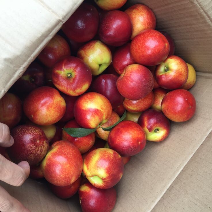 油桃_单个果重:3两以上 _王晓炎__一亩田农业