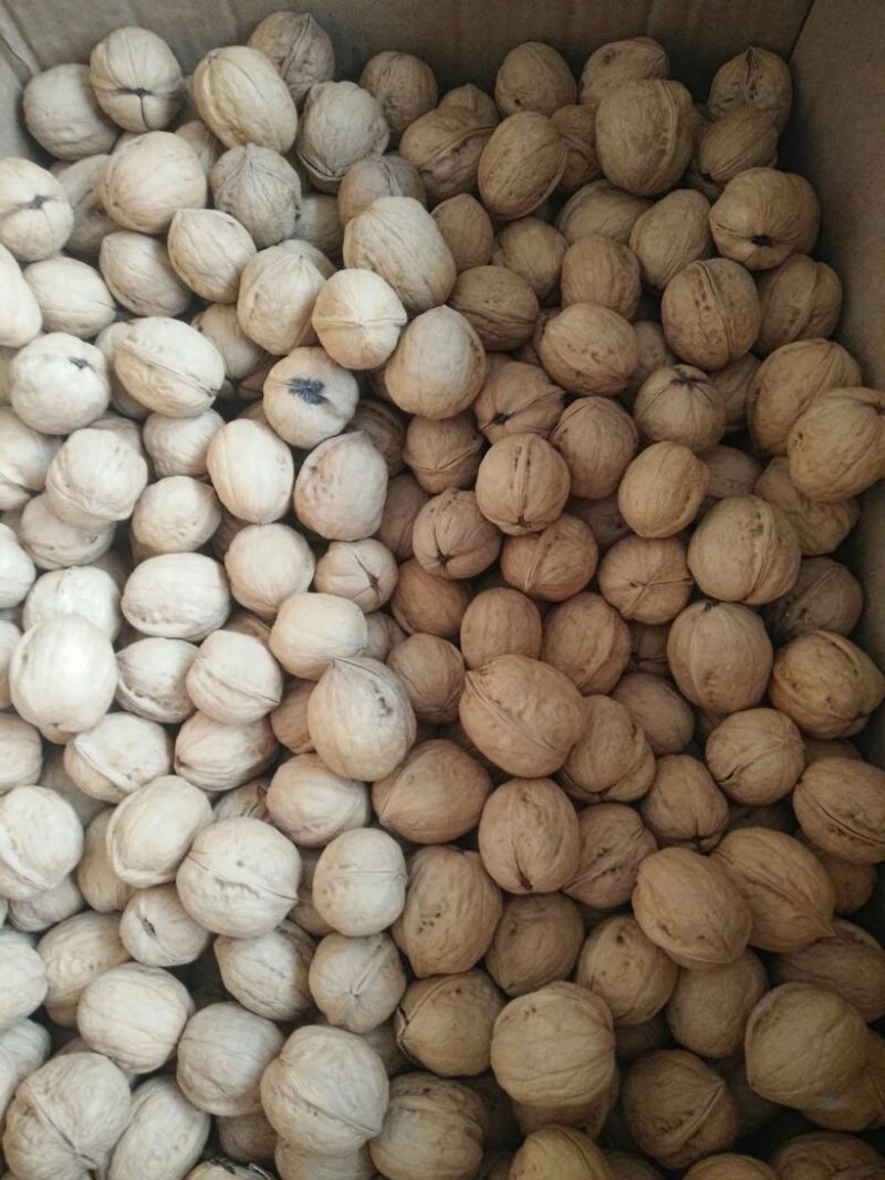 纸皮核桃青皮干