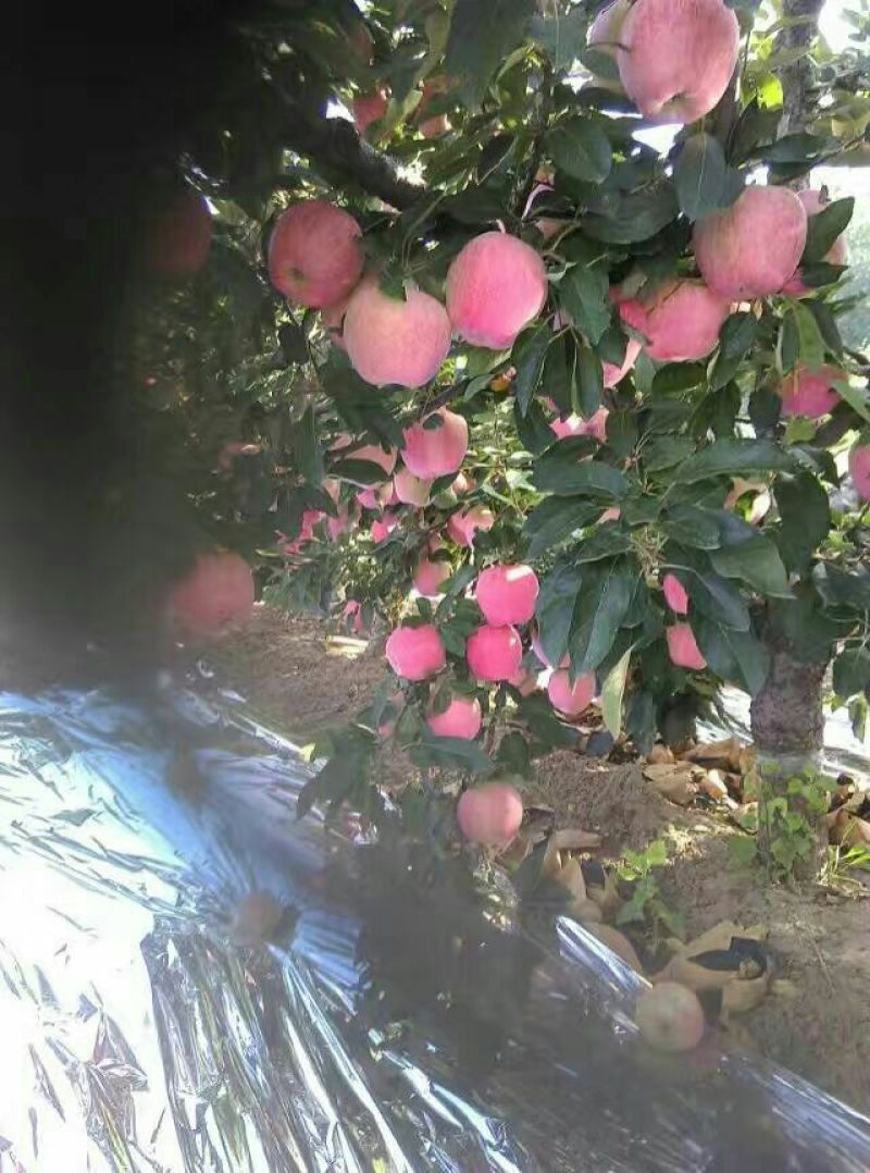 红富士苹果膜袋口感好