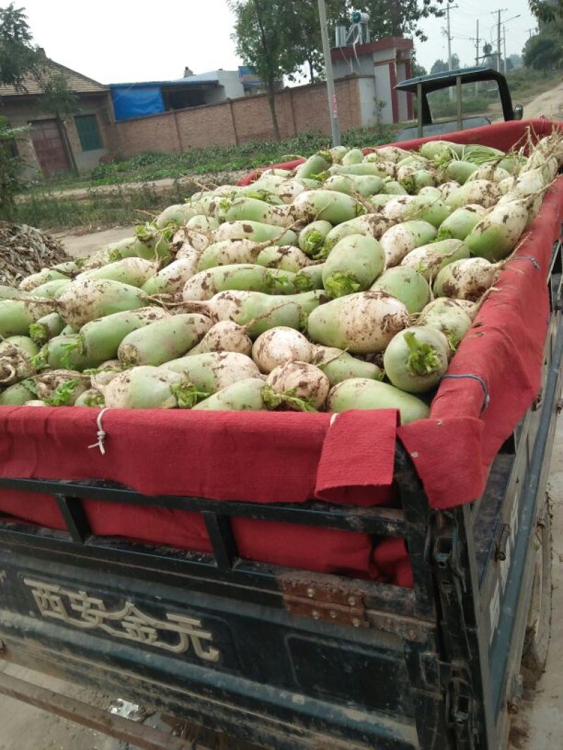 青萝卜1~1.5斤起