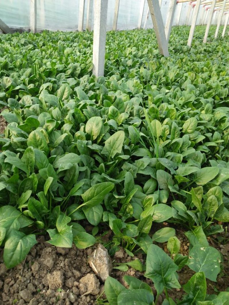 黑叶菠菜10~15厘米
