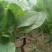 越冬菠菜10~15厘米