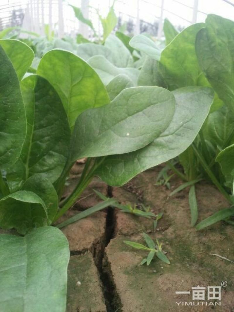 越冬菠菜10~15厘米