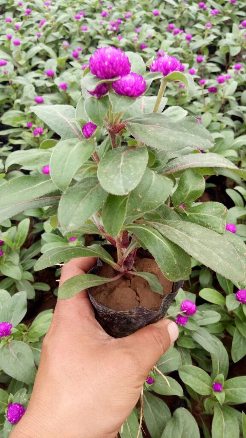 长春花价格长春花供应长春花