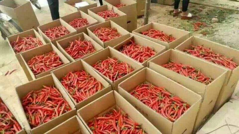 河北精品鲜辣椒/美人椒15~20厘米/量大从优