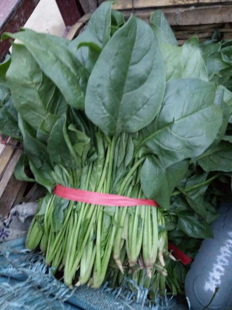 秋菠菜25~30厘米