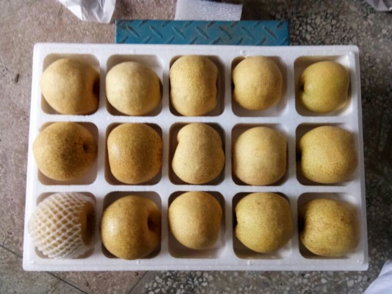 酥梨350~400g光果