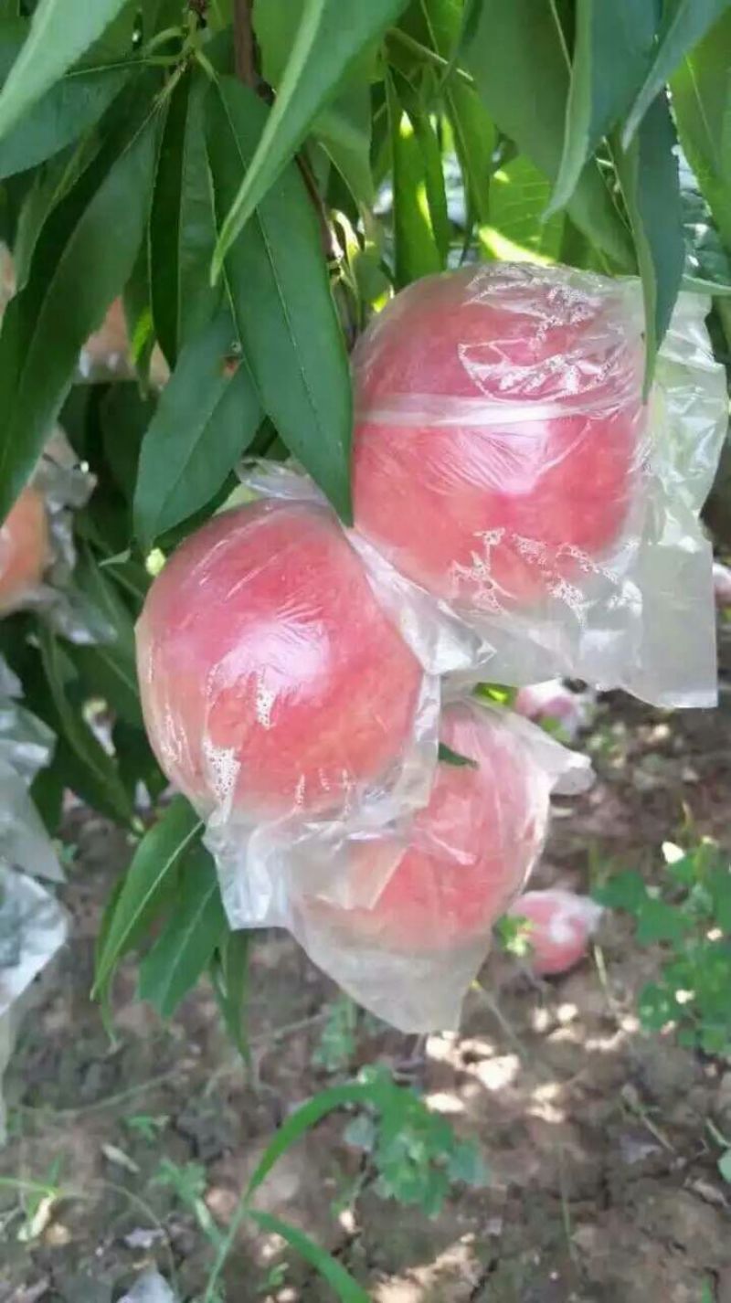 膜袋毛桃