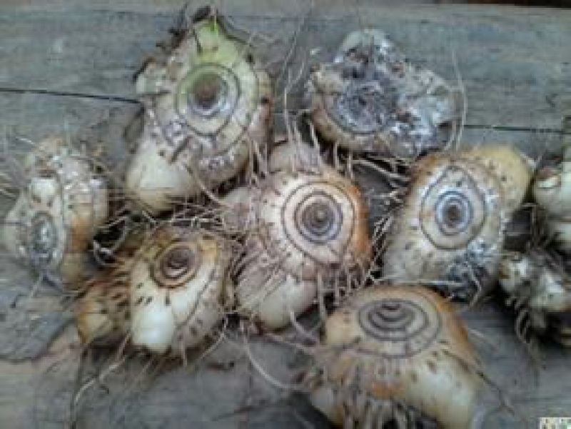 白芨统货