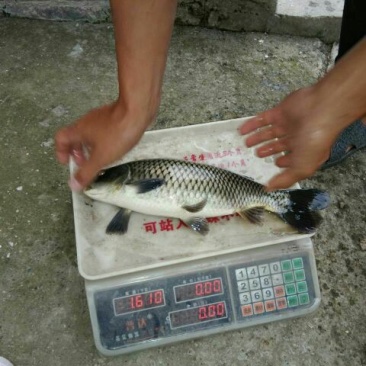 建鲤食用1~2公斤