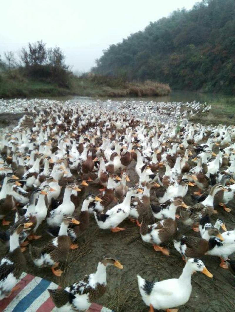 狮头鹅苗250g以下