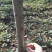 桃树苗70~80cm