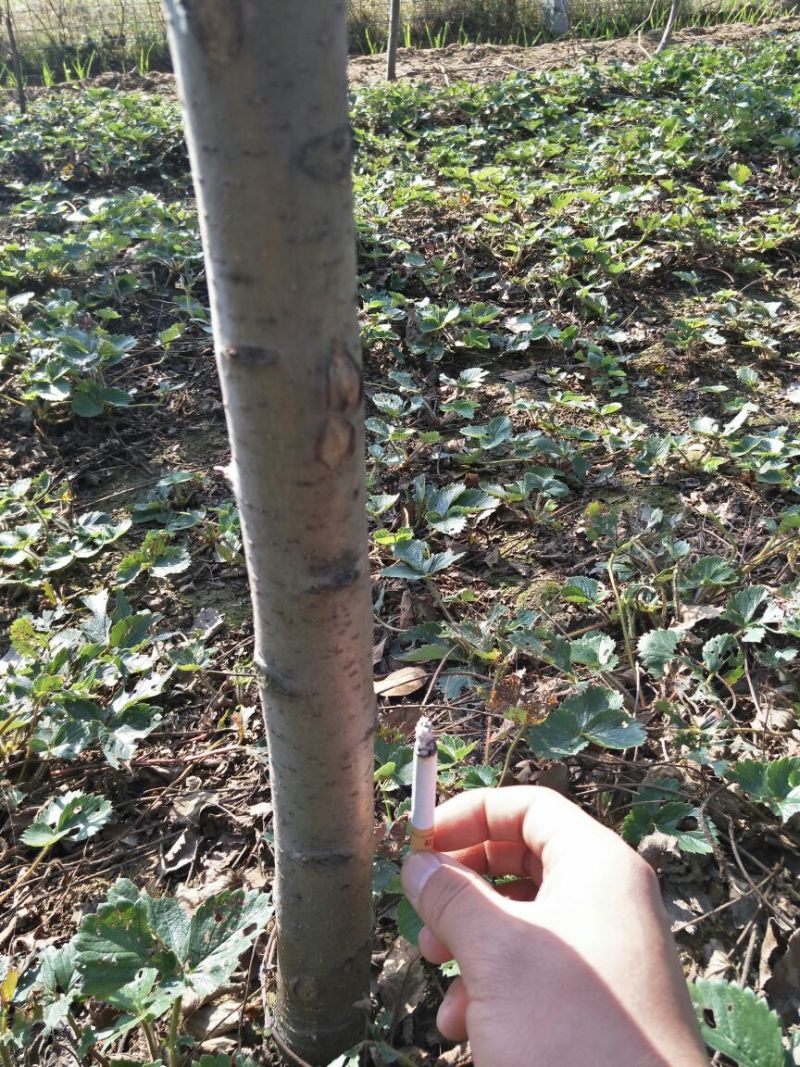 桃树苗70~80cm