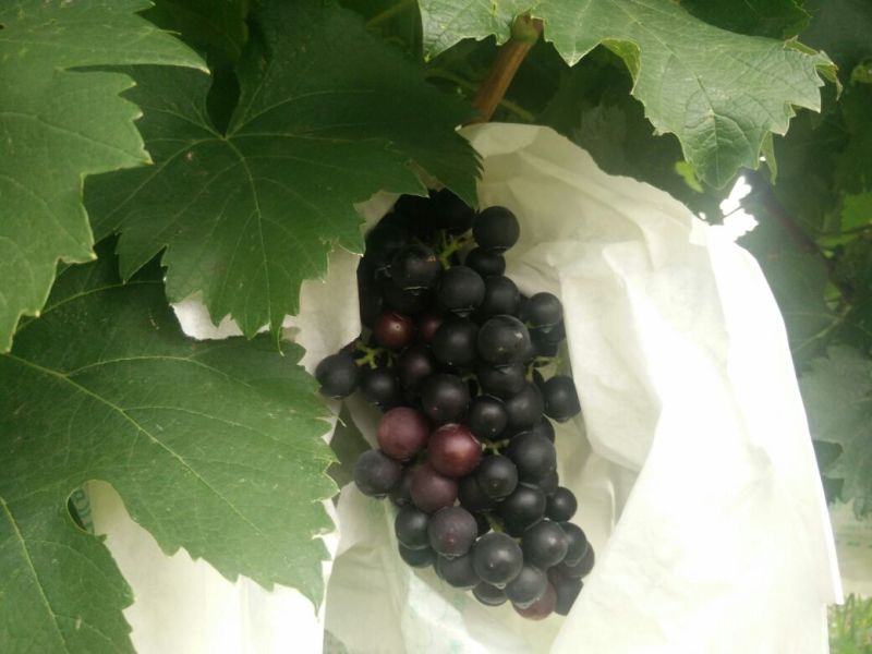 夏黑葡萄苗1年30~50cm