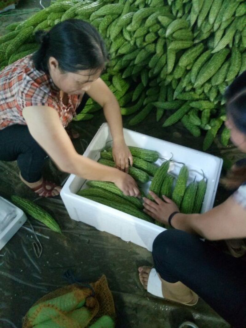 苦瓜货量大刚上市质量好