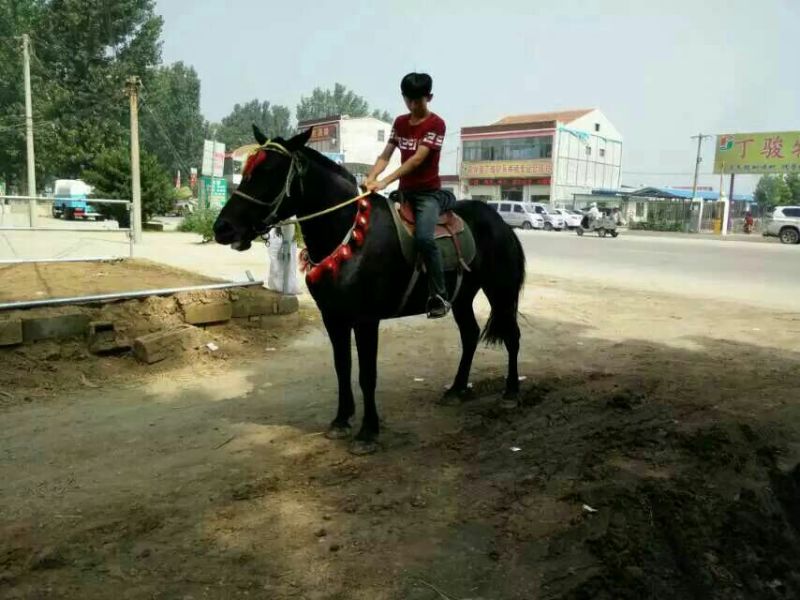 阿拉伯马