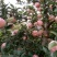 红富士苹果75mm以上膜袋支持一件代发