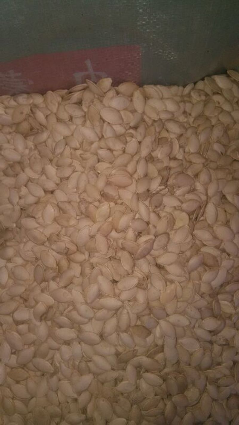 雪白瓜子