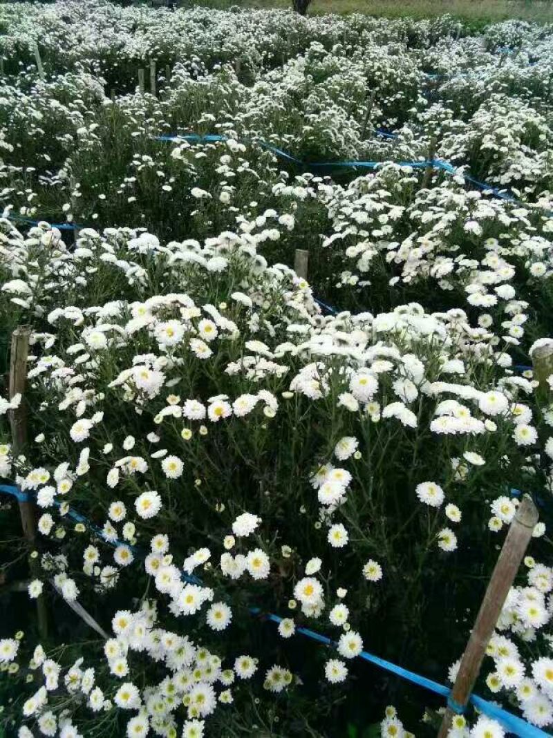 菊花茶