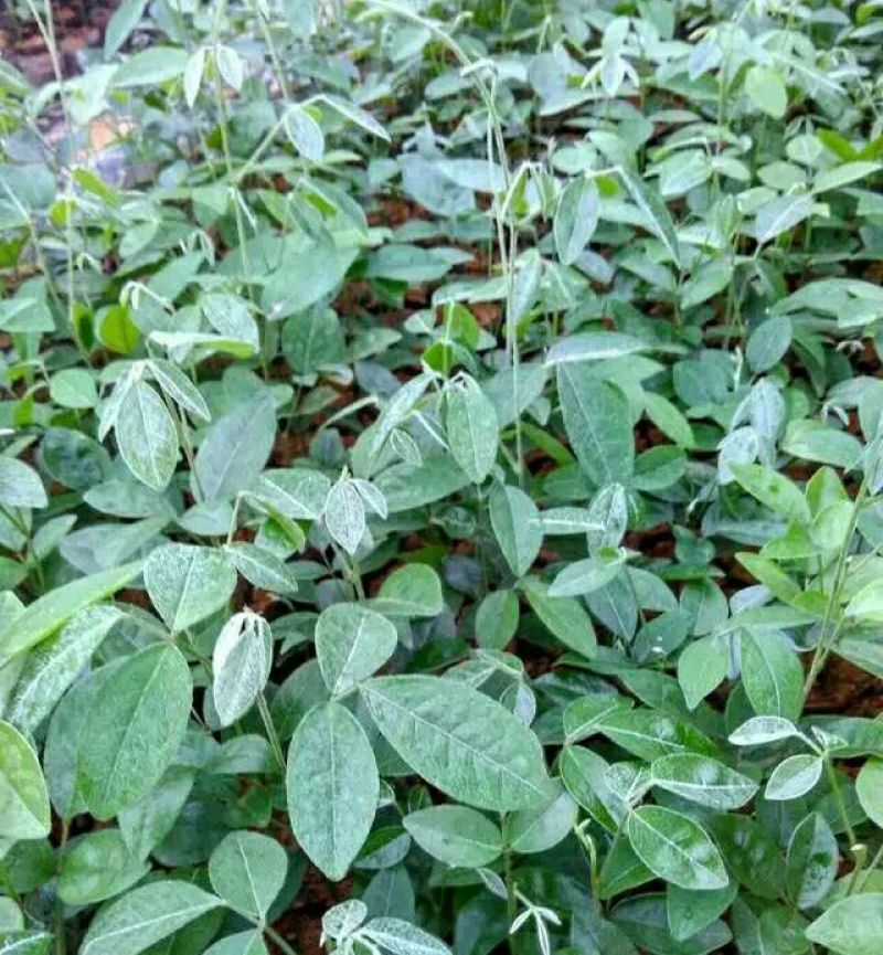 牛大力种苗15cm以下