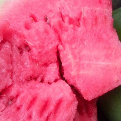 河南周口市扶沟县龙卷风西瓜 8斤打底 9成熟 1