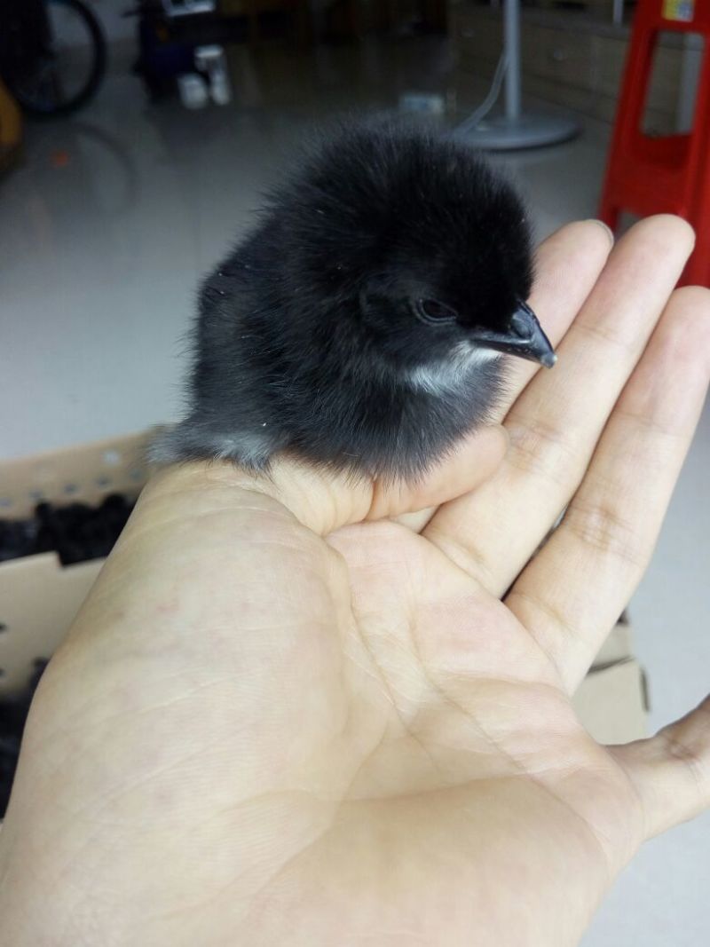 白凤乌鸡苗1斤以下