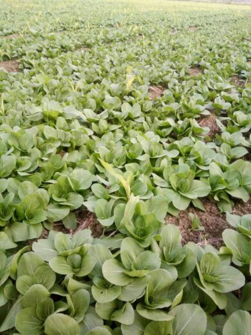 上海青苏州青小白菜8~10cm