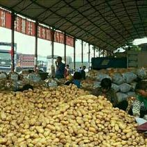 Ⅴ7，沃土，荷兰十五土豆市场收购，铁棚可存放100吨