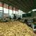 Ⅴ7，荷兰十五土豆市场收购，铁棚可存放100吨