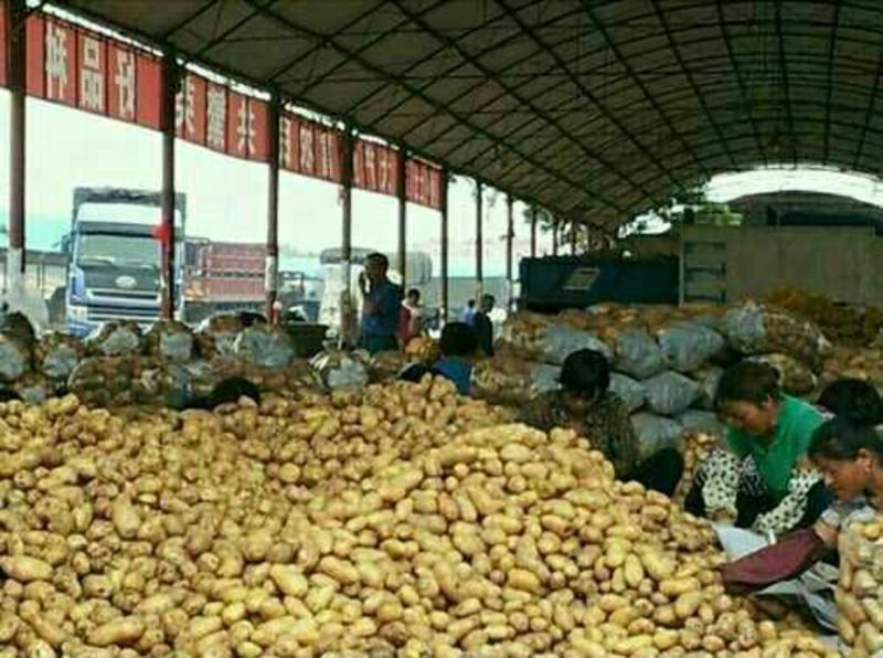 Ⅴ7，荷兰十五土豆市场收购，铁棚可存放100吨
