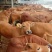 鲁西黄牛100~200kg