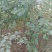 桉树2~4cm1.5~2米