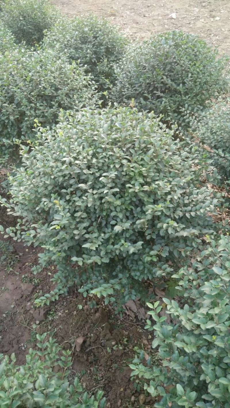 小叶女贞球80cm以上量大