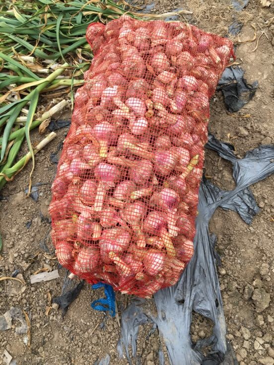 杂交鲜蒜全国_批发_供应-一亩田农业网_专业的