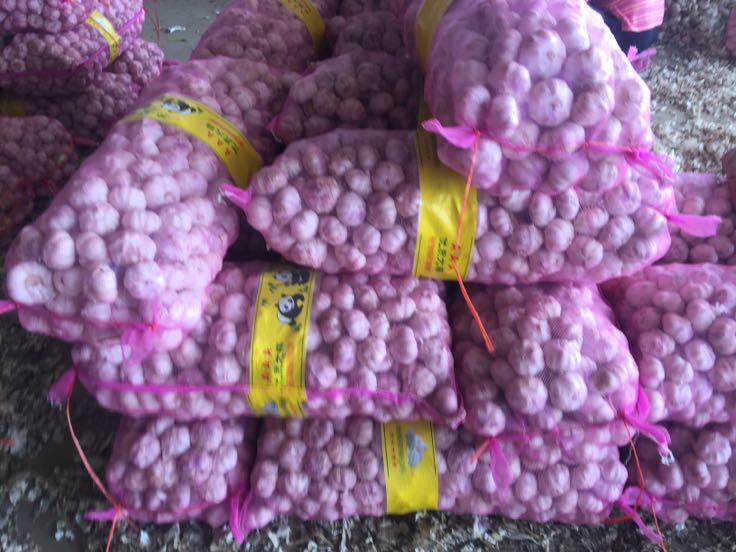 紫皮蒜 6cm批发_产地直销生姜大蒜供应_一亩