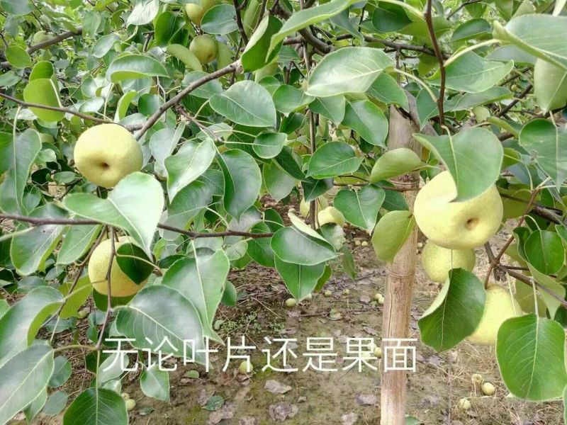 砀山梨300~350g纸加膜
