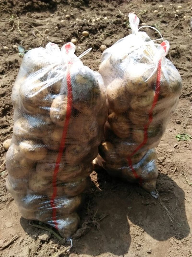 尤金885土豆大量上市中