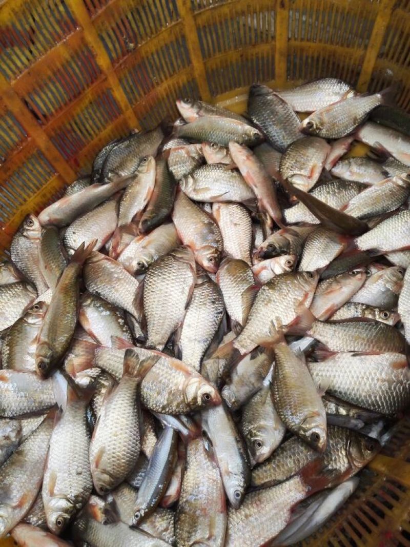 白鲫食用