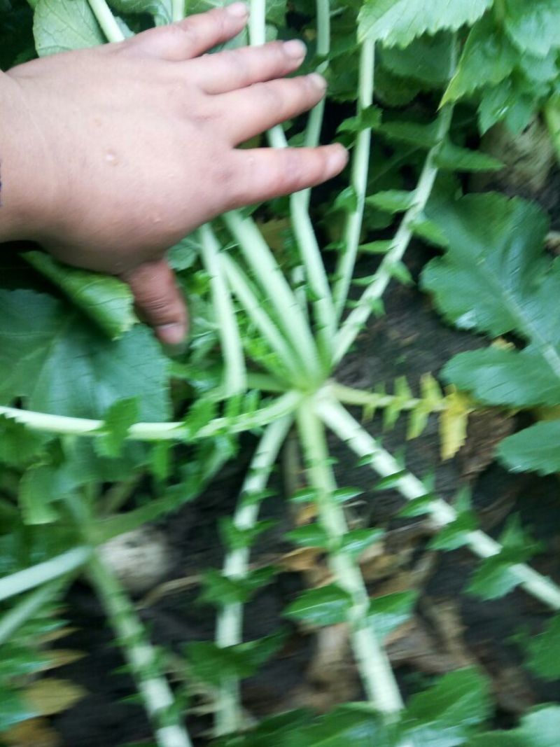 白萝卜1~1.5斤起
