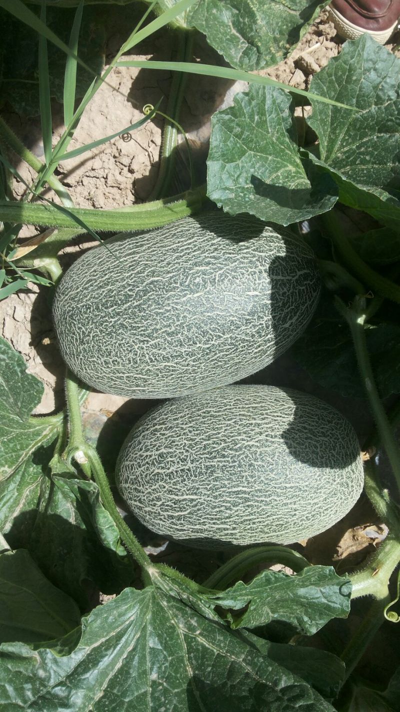 西州蜜瓜