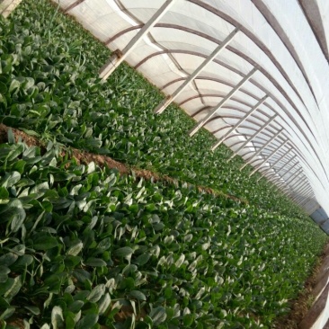 越冬菠菜15~20厘米