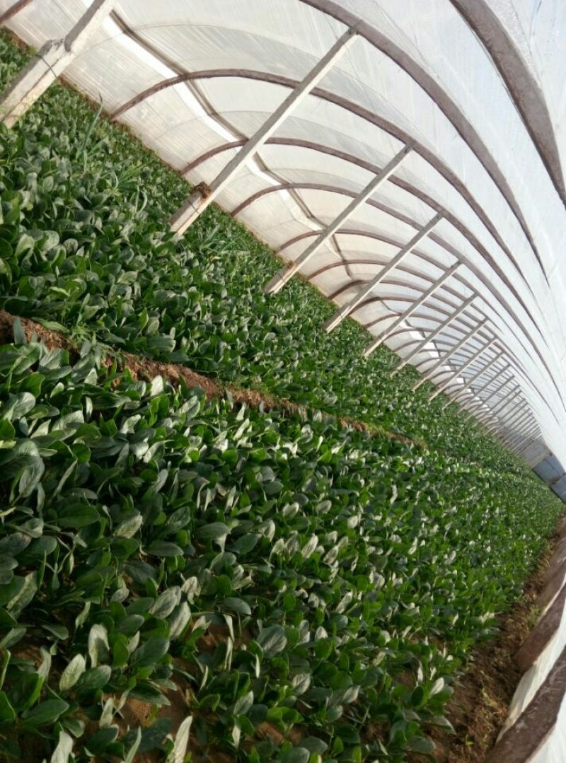 越冬菠菜15~20厘米
