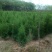 大叶女贞4cm以下