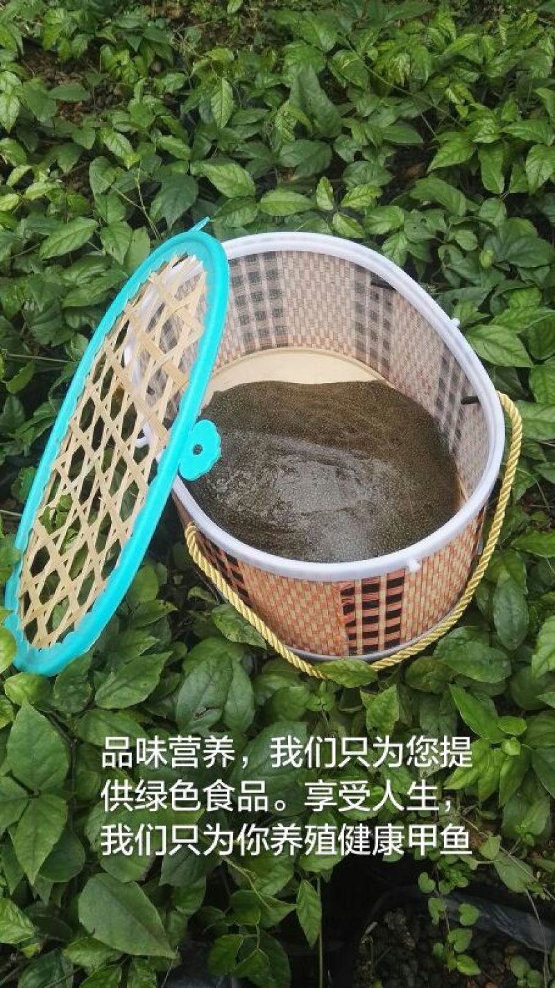 生态甲鱼2.5~3斤