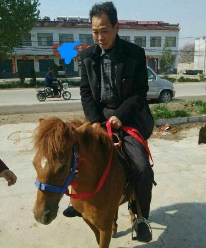 矮马100~200kg