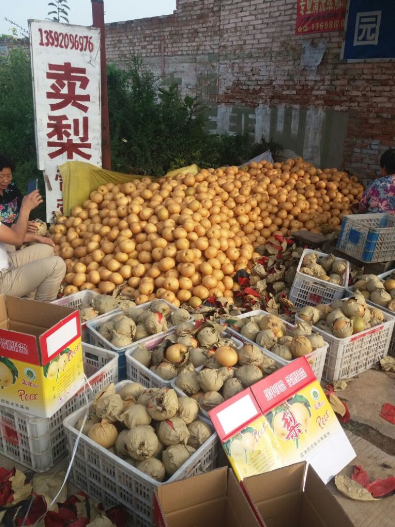 晚秋黄梨