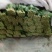 越冬菠菜30~35厘米
