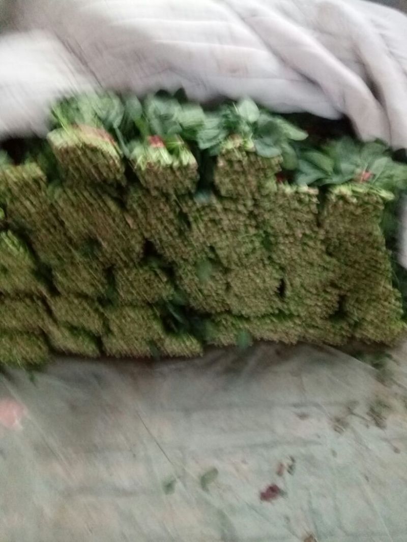 越冬菠菜30~35厘米