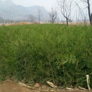 侧柏苗侧柏杯苗13❌16营养杯苗