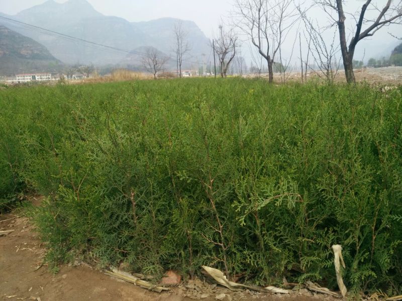 侧柏苗侧柏杯苗13❌16营养杯苗